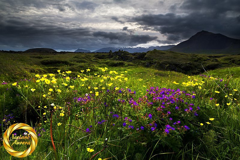 Snaefellsnes meadow