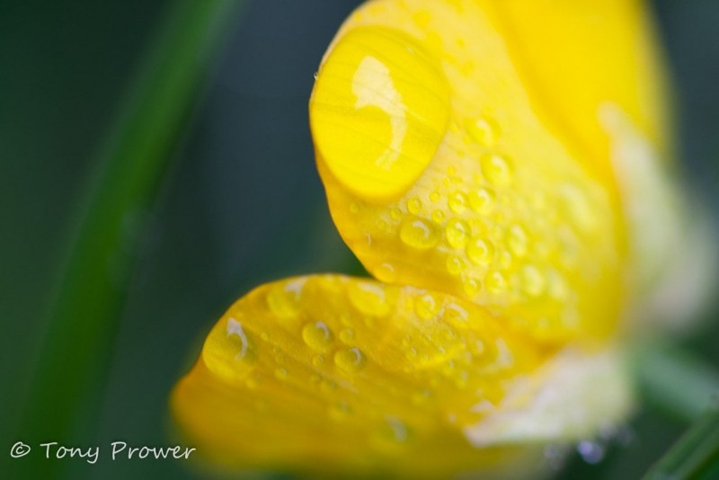 Yellow flower