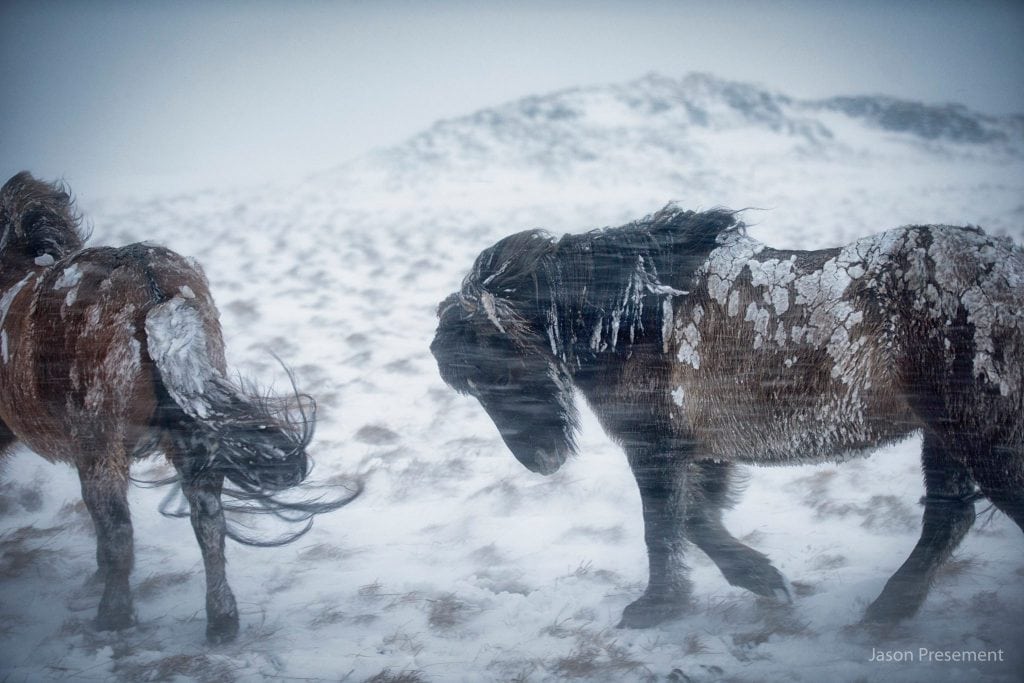 Iceland Blizzard Horse