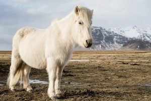 Icelandic horse