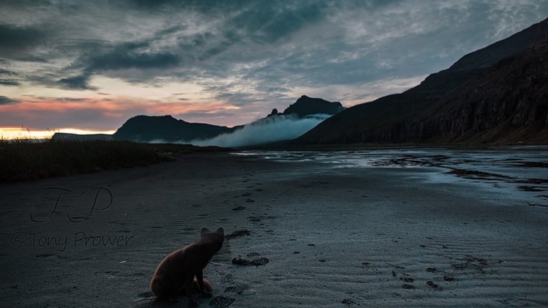 The Arctic Fox in Hornvík