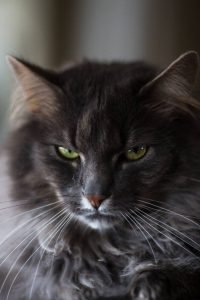 Cat portrait shallow DOF