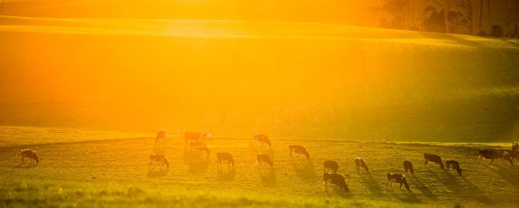 icelandic reindeer