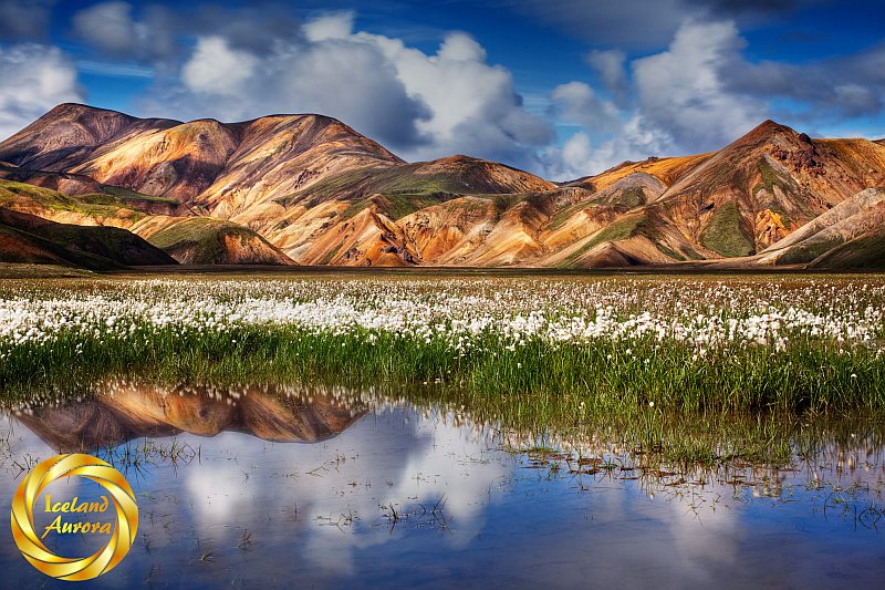 Landmannalaugar cotton grass