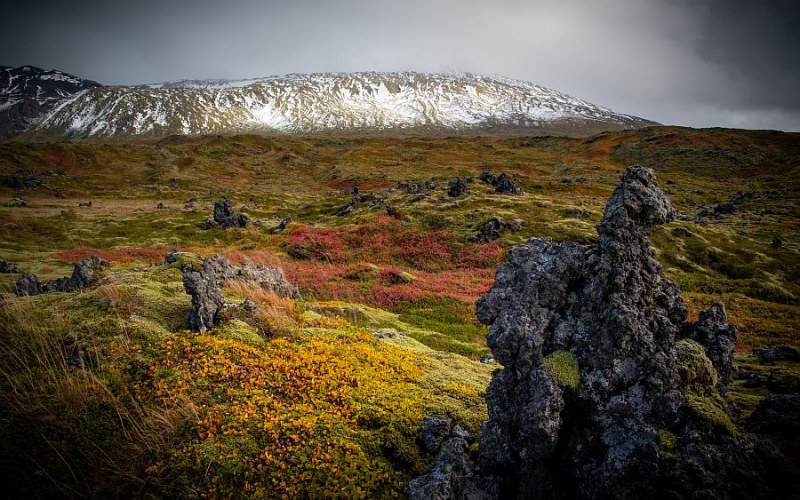 Lava field with moss