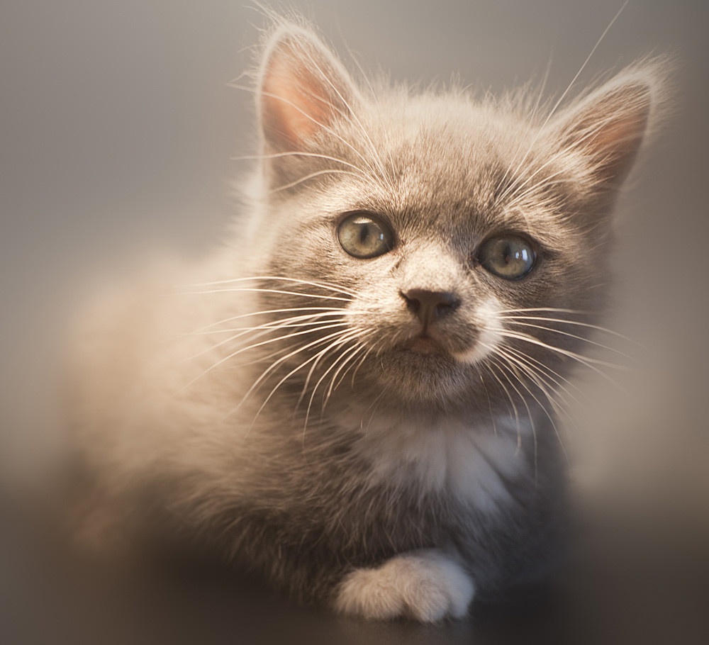 Icelandic kitten