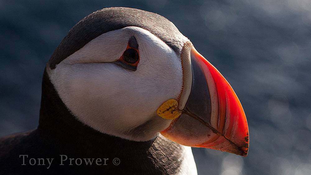 Icelandic puffin