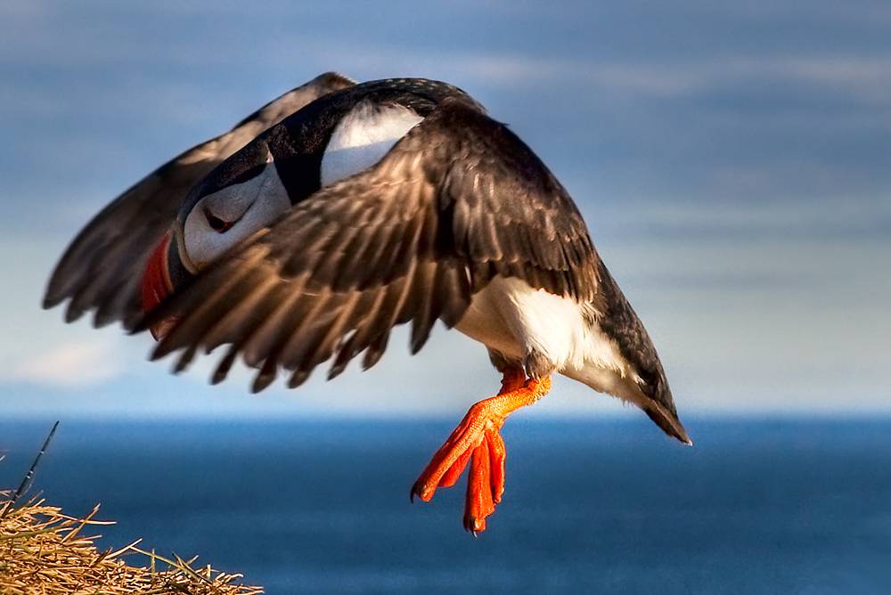 Látrabjarg Bird cliffs – Westfjords Iceland