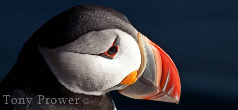 Iceland puffin