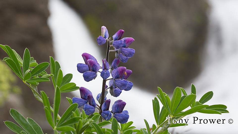 Late Lupine