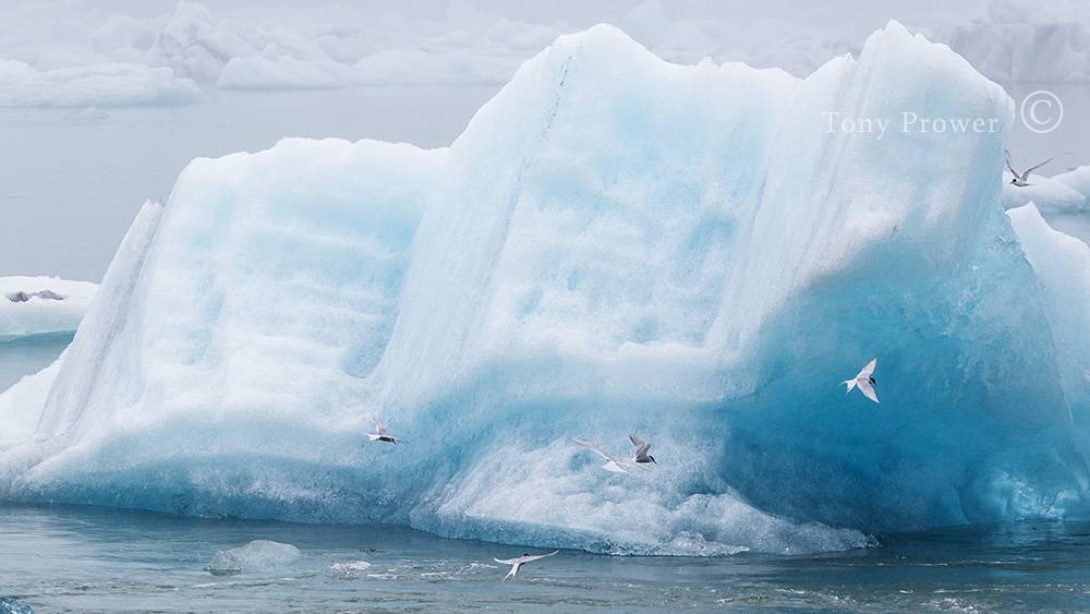 Tern on blue ice