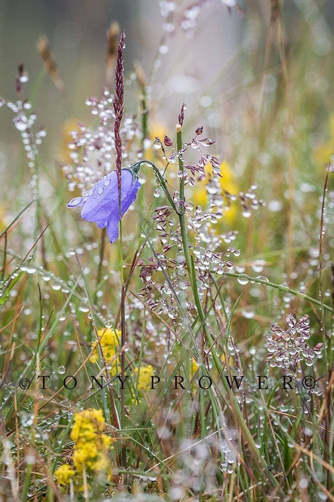 blue bell