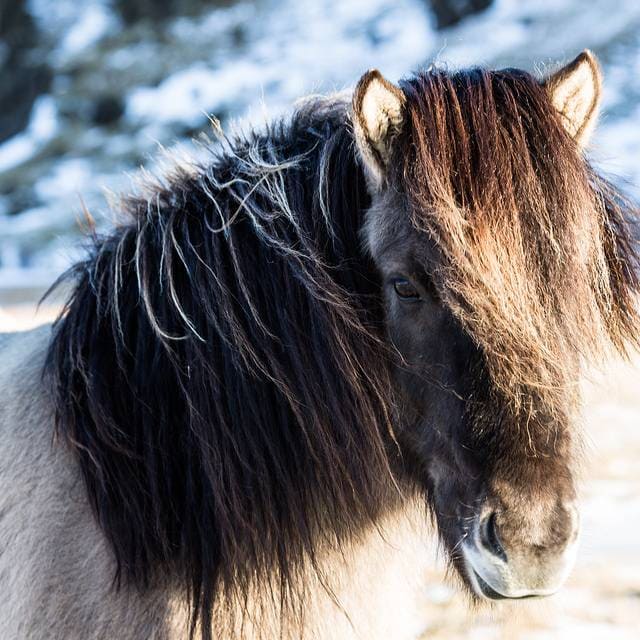 Icelandic horse