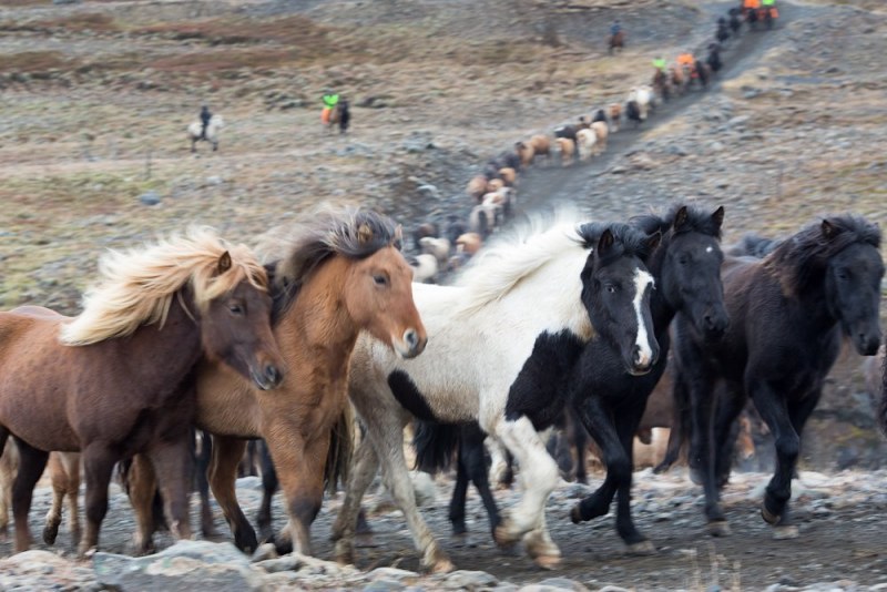 Icelandic horses