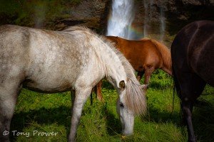 Seljalandsfoss Summer horses