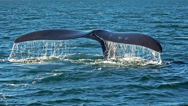 whale watching