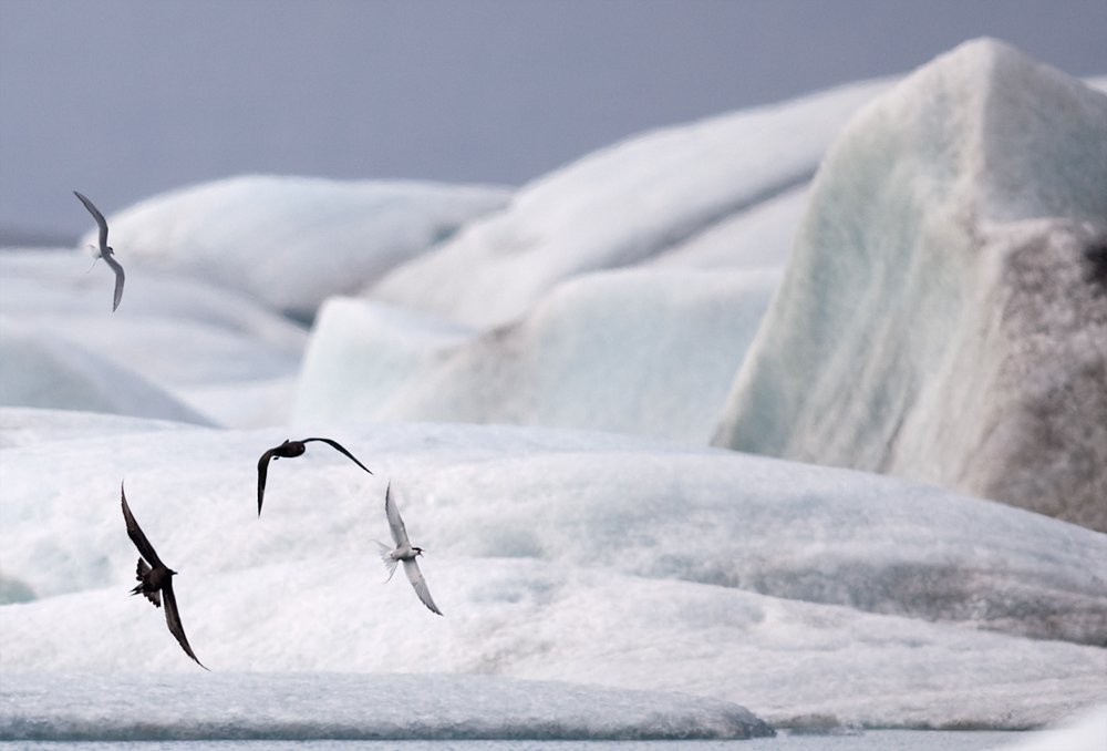 Skuas and terns Vatnjokull glacier