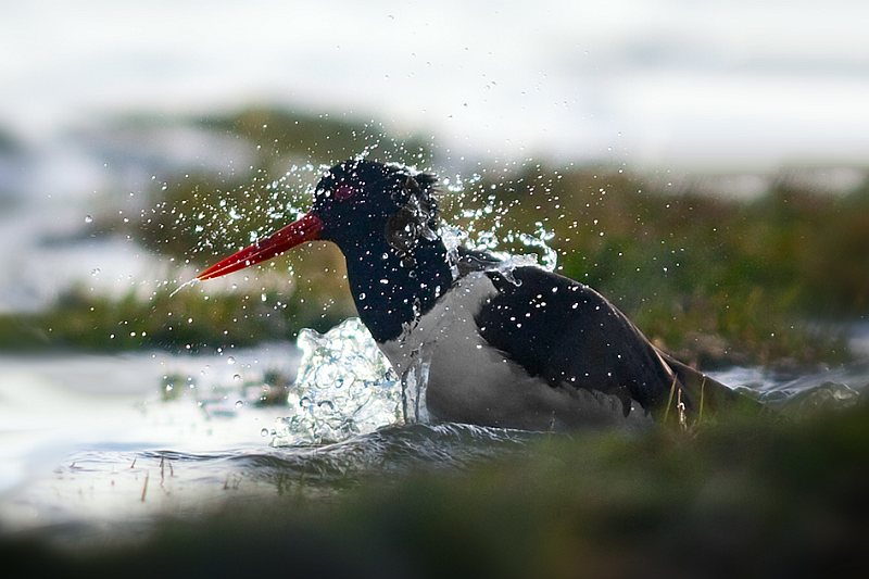 oystercatcher has a bath