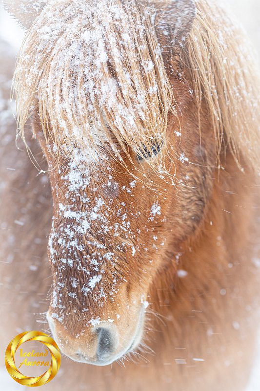 Icelandic Horse on the Snæfellsnes peninsula