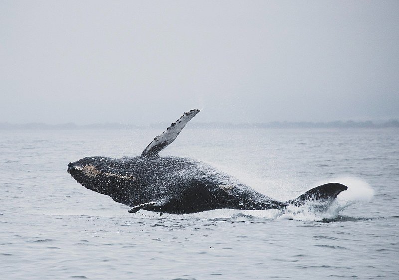 Whale watching tour