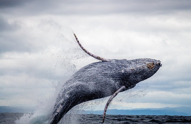 Breaching whale