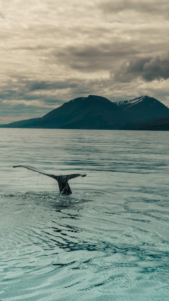 husavik whale watching