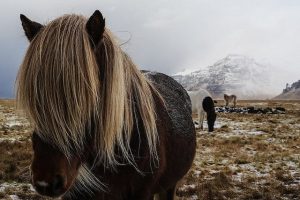 Icelandic horses